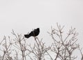 Male brewers blackbird in winter bare tree