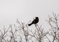 Male brewers blackbird in a winter bare tree
