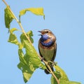 Male is a bright bird, the Bluethroat sings the song in the spr