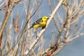 The male of a bright citrine wagtail draws on himself attention sitting on a branch