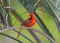 Male bright red northern Cardinal - Cardinalis cardinalis - perched on pindo palm tree from, mouth open.  Nice feather, eye, face Royalty Free Stock Photo