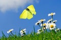 male brimstone (Gonepteryx rhamni) flies in the blue sky over daisies Royalty Free Stock Photo