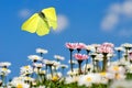 male brimstone (Gonepteryx rhamni) flies in the blue sky over daisies Royalty Free Stock Photo