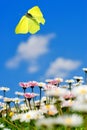 male brimstone (Gonepteryx rhamni) flies in the blue sky over daisies Royalty Free Stock Photo