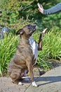 Male Brindle Boxer giving a hi 5 HDR