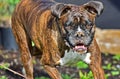 Male Brindle Boxer with bright eyes HDR