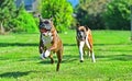 Male Brindle Boxer running in front of fawn female boxer HDR Royalty Free Stock Photo