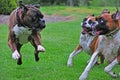 Male Brindle Boxer shows off for 2female fawn boxersHDR. Royalty Free Stock Photo