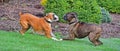 A male brindle and a female fawn boxers playing in the grass HDR