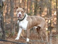 Brindle and White American Bulldog Pitbull dog outside on leash