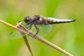 A Male Broad-bodied Chaser dragonfly.