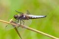 Male Broad-bodied Chaser dragonfly on stem.