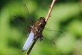 Male broad bodied chaser - Libellula depressa Royalty Free Stock Photo