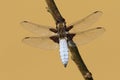 A male Broad-bodied Chaser Libellula depressa perched on a branch. Royalty Free Stock Photo