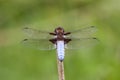 Male Broad-bodied Chaser (Libellula depressa)