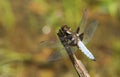 A stunning male Broad-bodied Chaser Libellula depressa perching on a plant at the edge of a pond. Royalty Free Stock Photo