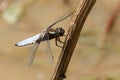 A stunning male Broad-bodied Chaser Libellula depressa perching on a plant stem in the middle of a pond. Royalty Free Stock Photo