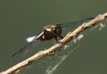 A stunning male Broad-bodied Chaser, Libellula depressa, perching on a twig. Royalty Free Stock Photo