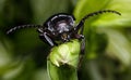 Male Broad Necked Root Borer Beetle