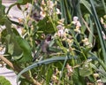 Male Broad-tailed hummingbird feeding on flowers in the Betty Ford Alpine Gardens in Vail, Colorado.