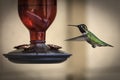 Male Broad Tailed Hummingbird Photographed at a Feeder Royalty Free Stock Photo