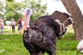 Male bronze turkey with blue head and beautiful feathers spread his tail, raised his feathers in front of female turkey