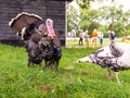 male bronze turkey chases light female turkey