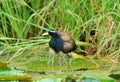 Male bronze-winged jacana