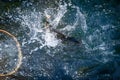 Male brook trout in a landing net