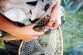 Male brook trout in a landing net