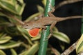 Brown Anole Lizard in a garden flashing its bright dewlap Royalty Free Stock Photo