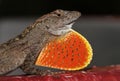 Brown Anole Lizard with red and yellow dewlap Royalty Free Stock Photo