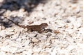 Male Brown Anole lizard Anolis sagrei Royalty Free Stock Photo