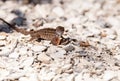 Male Brown Anole lizard Anolis sagrei Royalty Free Stock Photo