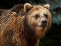 Male brown bear looks Royalty Free Stock Photo