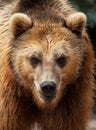 Male brown bear looks to the camera