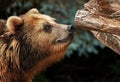 Male brown bear snuffles Royalty Free Stock Photo
