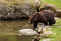 male brown bear (Ursus arctos) goes into the water Royalty Free Stock Photo