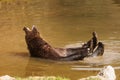 male brown bear (Ursus arctos)pooping in the water