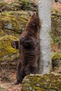 male brown bear (Ursus arctos) rubs his back against a tree Royalty Free Stock Photo