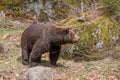 male brown bear (Ursus arctos) sniffs against the wind