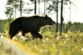 Male brown bear walking in sunny summer evening Royalty Free Stock Photo