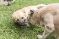 A male brown dog lies down showing submissive behavior to a dominant female alpha dog, who proceeds to groom him.