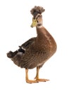 Male brown duck isolated