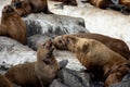 Barking brown fur seals Royalty Free Stock Photo