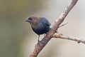 Male Brown-headed Cowbird, Molothrus ater Royalty Free Stock Photo