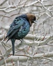 Male Brown-headed Cowbird, Molothrus ater, display Royalty Free Stock Photo