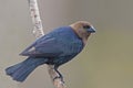 Male Brown-headed Cowbird, Molothrus ater, perched