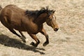 Male Brown Horse Running