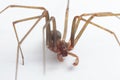 Male Brown Recluse Spider - poisonous arachnid Royalty Free Stock Photo